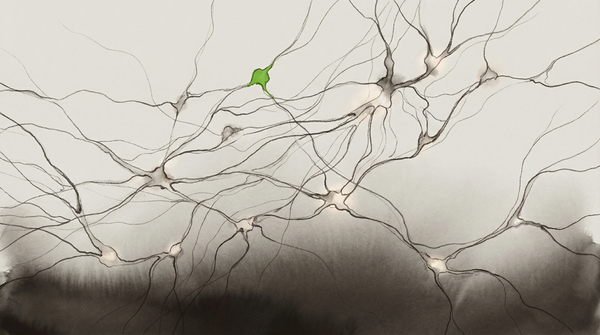 An inhabited ecology seen from inside — field note register, survey-marker green, one node in a system being mapped from above by people who have not been inside it.